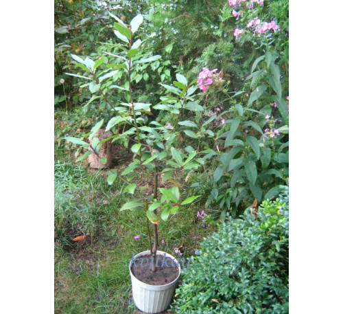 Лавр благородний (Laurus nobilis)
